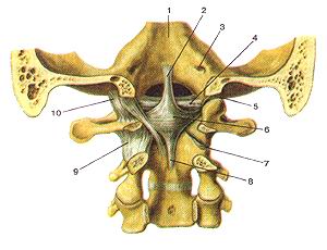  
  Рис. 70. Атланто-затылочный и атланто-осевые суставы (articulatio atlanto-occipitalis 
  et articulationes atlantoaxialis).
  Вид спереди (со стороны позвоночного канала). Твердая мозговая оболочка и покровная 
  мембрана удалены. 1-затылочная кость; 2-мродольные пучки крестообразной связки 
  атланта; 3-канал подъязычного нерва (подъязычный канал); 4-крыловидная связка; 
  5-суставная щель атланто-затылочного сустава; 6-крестообразная связка атланта; 
  7-суставная шельбоко-вого атланто-осевого сустава; 8-продольные пучки крестообразной 
  связки атланта; 9-капсула атланто-затылочного сустава.
  Fig. 70. Articulatio atlan-tooccipitalis et articulatio atlantoaxialis. Вид 
  спереди (со стороны позвоночною канала). Твердая
  мозговая оболочка и покровная мембрана удалены. 1-os occipitalc; 2-tasciculi 
  longitixlinales ligament! cruciformis atlantis; 3-canalis hypoglossalis; 4-ligamentum 
  alare; 5-cavitas articularis articulaiionis atlantooc-cipitalis; 6-ligamentum 
  cruciforme atlantis; 7-cavitas articularis aniculationis atlanto-axialis lateralis; 
  8-fasciculi longiludinales ligamemi cruciformis atlantis; 9-capsula articu-lationis 
  atlantooccipitalis.
  Fig. 70. Atlanto-occipital and atlanto-axial joints. Anterior aspect (from vertebral 
  canal).
  Dura mater and tectorial membrane are removed. 1-occipital bone; 2-longitudinal 
  ands of cruciate ligament of atlas; 3-hypoglossal canal; 4-alar ligaments; 5-articular 
  cavity of atlanto-occip-ital joint; 6-cruciate ligament of atlas; 7-articular 
  cavity of lateral atlanto-axial joint; 8-longitudinal bands ol'cruciate ligament 
  ot'atlas; 9-capsule of atlanto-occipital joint.